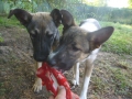 Chiko und Chaki gruessen zum 1.August 1.8.2015