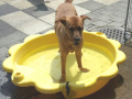 IMG-20170621-WA0048