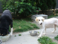 IMG-20170621-WA0064