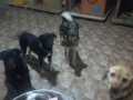 Faith-Ronja-Johny-Maksi-1.12.21