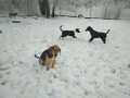Romeo-Luna-Balou-1.12.21