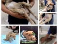 Bambi 6 juin 2015