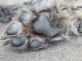 PfoteS