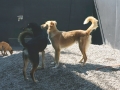 DSC03735a