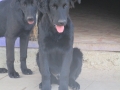 Elvis 5.6.2016