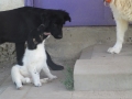 Tzveti mit Elvis und Dobrin 5.6.2016