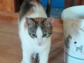 Susi