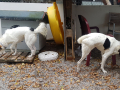 IMG-20171023-WA0011