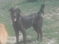 Lady 6.9.18