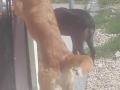 Ronja 6.9.18