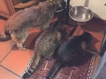 IMG-20150131-WA0005