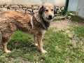 Bamse-7.6.23