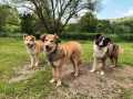 Vorne-Bamse-links-Rukspin-rechts-Padingtun-7.6.23