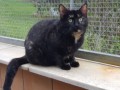 Bastet-w-4.2020a