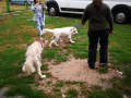 IMG-20170814-WA0006