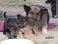Sunny und ihre Welpen 6.3.2016