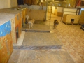 23 bodenfliessen-altersheimabteilung-ist-zu-ende-23-11-14-4 - Kopie