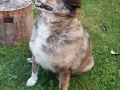 Chicco-1