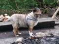 Chicco-2