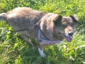Chicco