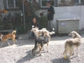 DSC00925a