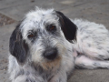 Sofie