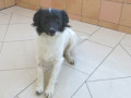 3164-Dachs-m-38cm-1.2018