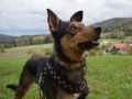 Gioja