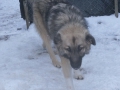 Fokka Schnee