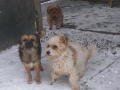 Minnie Gipsy Toby