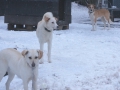 Snowy Moritz Daisy