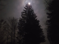 Heidi W Vollmond über Rikons Tanne