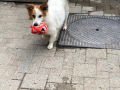 Alfonso-der-Ballkönig-17.5.19a