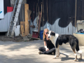 Gallus-17.5.19