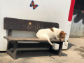 Pedro-17.5.19