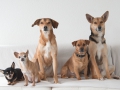 Fotoaktion Tierschutz