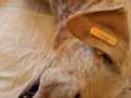 118-w-beige