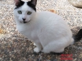 Blanca