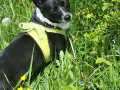 Blacky
