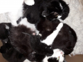 2-Mamis-und-6-Babys