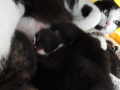 Evis-zwei-Babys-auch-bei-Sophie