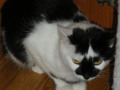 Mogli