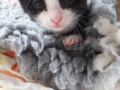Rani-Sophies-Baby