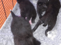 Sophies-4-Babies-schon-recht-gross