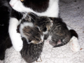 die-3-Kleinsten-mutterlosen-Kitten-bei-Pflegemami-Sophie