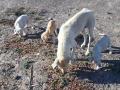 1_Hunde-2.3.21