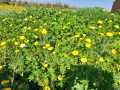 Blumen-3.3.21