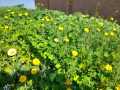 Blumen-3.3.21a