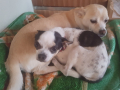 Böbeli Frankie 16.8.17
