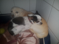 Böbeli Frankie 6.9.17